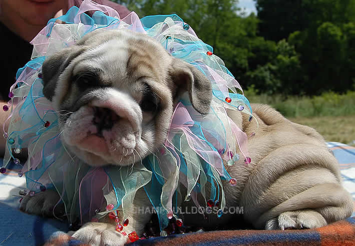English Bulldog